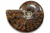 Polished Ammonite (Cleoniceras) Fossil - Madagascar #266253-1